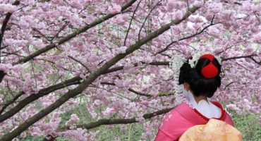 L’Hanami, la fioritura dei ciliegi in Giappone