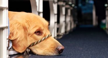 Volare con fido: il trasporto degli animali con le compagnie aeree