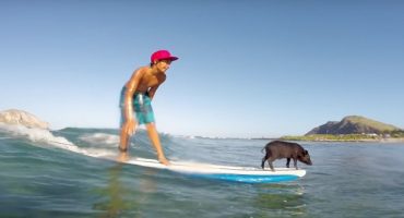 Video – Il maialino surfista