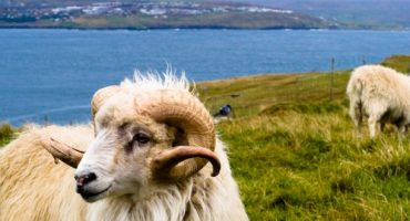 Sheep View 360: la mappatura delle isole Far Oer fatta…dalle pecore!