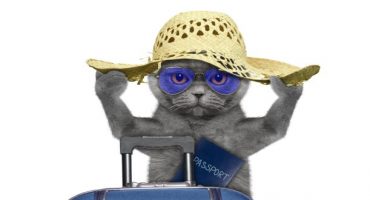 In viaggio con micio: i consigli per viaggiare con il vostro gatto