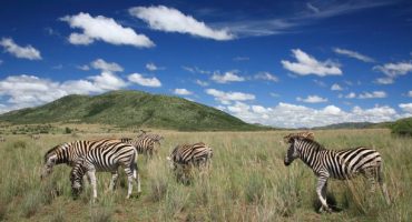 Top 10: i migliori safari nel mondo