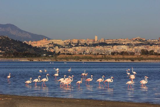 Fenicotteri nello stagno di Molentargius